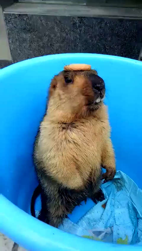 国产土拨鼠,同款有货