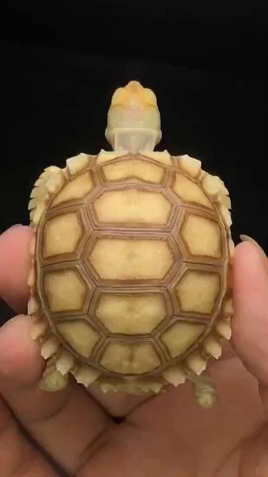 但苏卡达特别好养,皮实活泼.