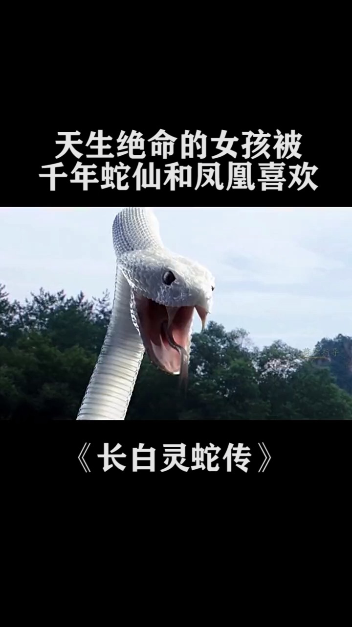 长白灵蛇传电影免费观看完整版(长白灵蛇传电影免费观看完整版第二季)
