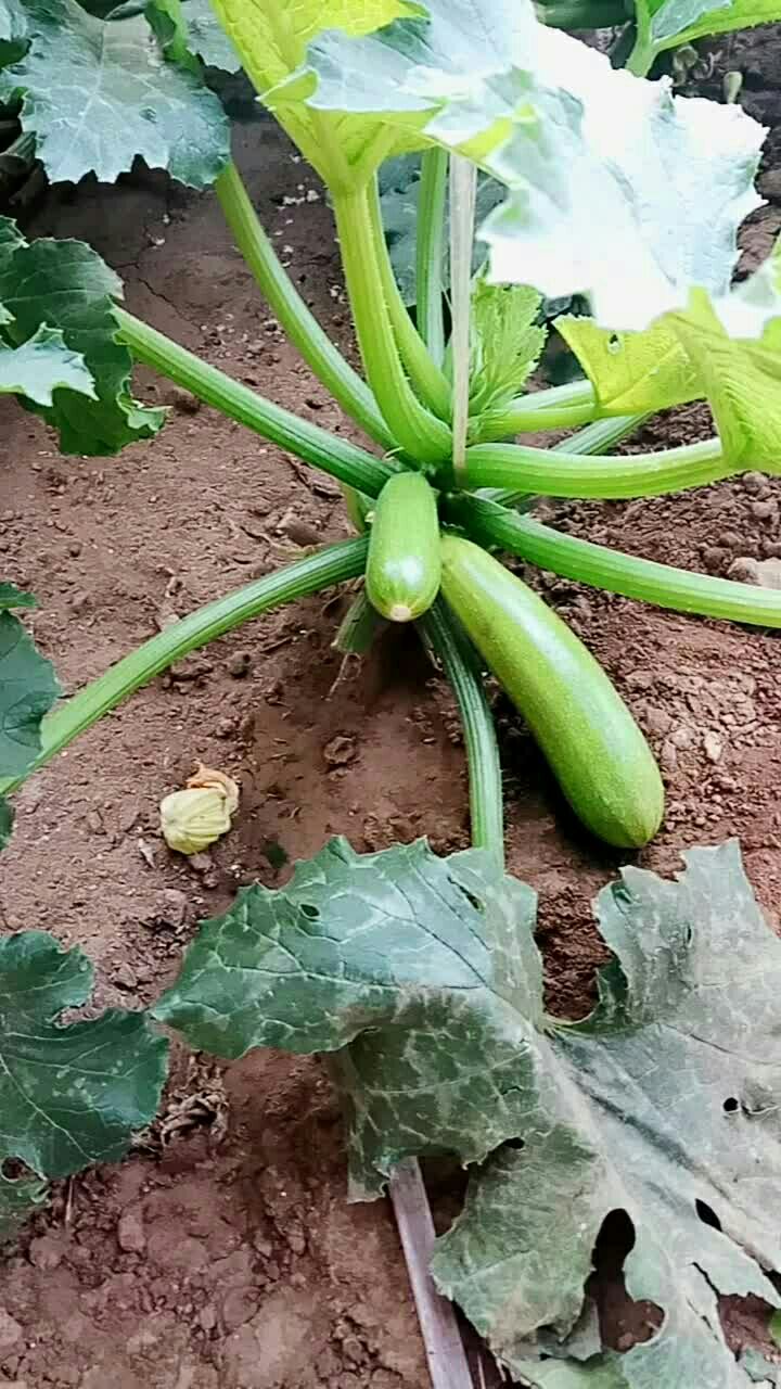 西葫芦这么生长的