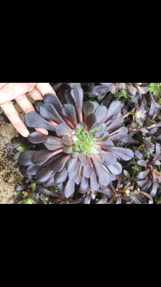 铜壶缀化,很少见的