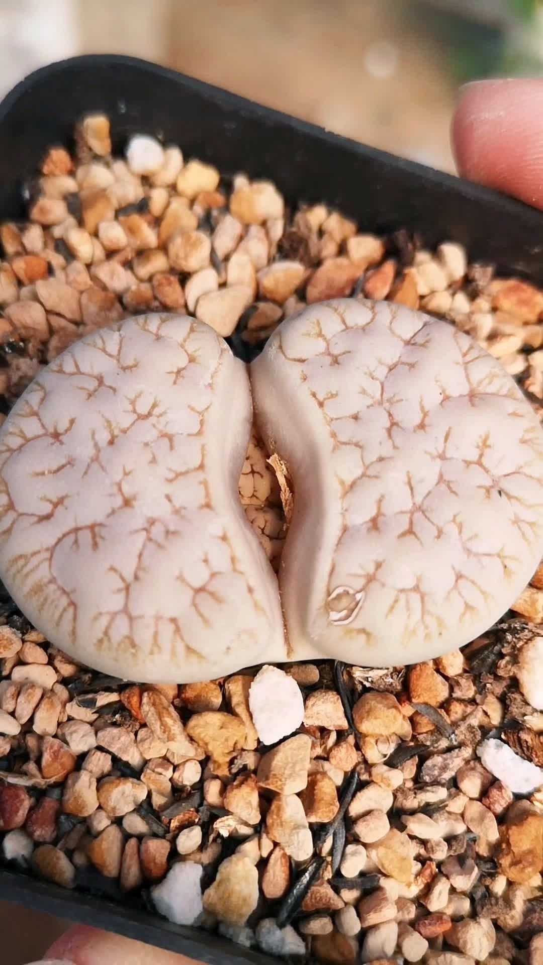 生石花之荒玉系列-c189扫把纹