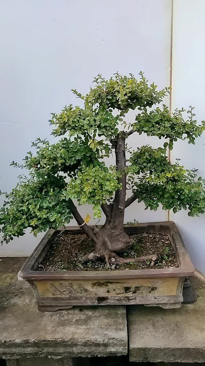雀梅盆景老桩
