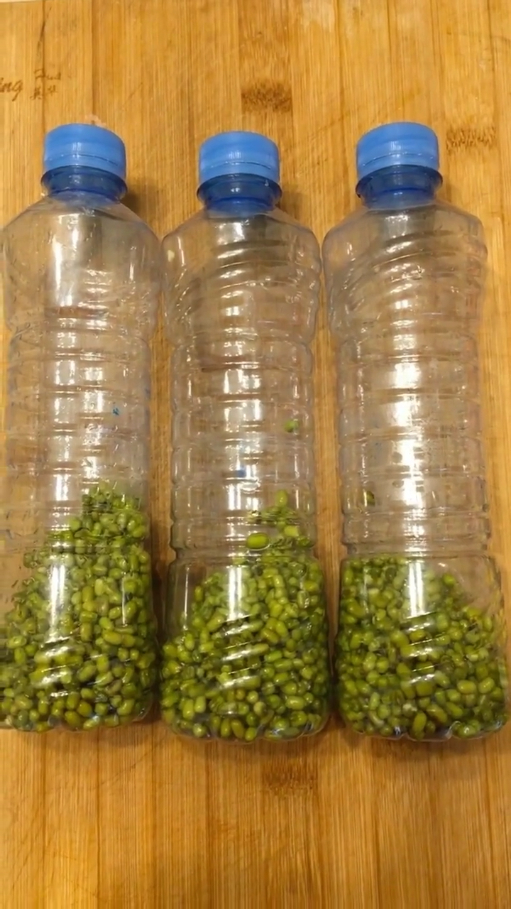 用矿泉水瓶生豆芽第一天