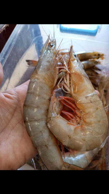 长岛大青虾.黄虾现货,今年量少年前提前备货97