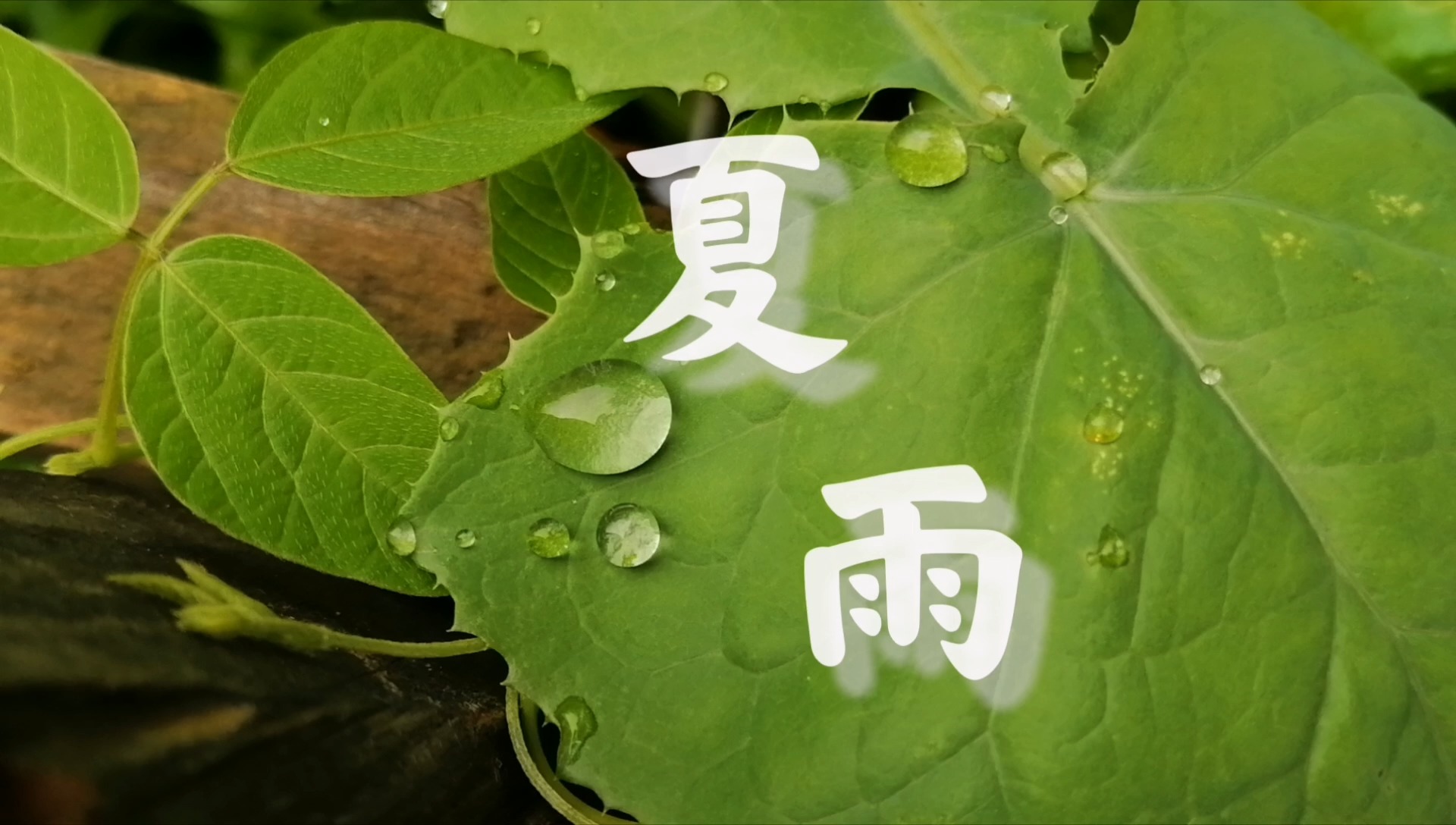 夏天的雨照片图片