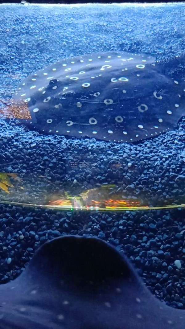 被称为"金钱豹"的鱼 长相真够独特的07