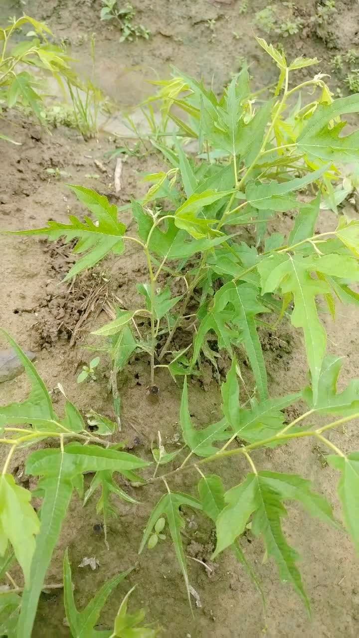 鸡甜桑,这个是4月份拍的,现在也没有大多了.叶子象鸡脚而得名.