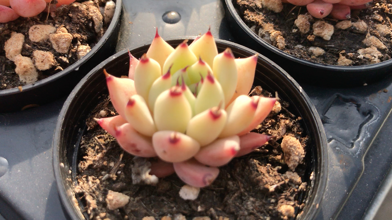 多肉植物.迷你绿爪 有没有惊呆了