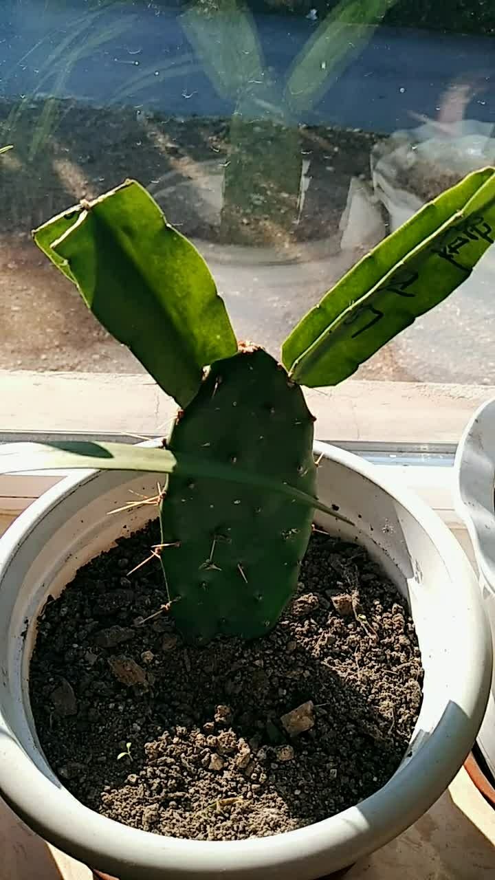 无痕嫁接令箭荷花成活