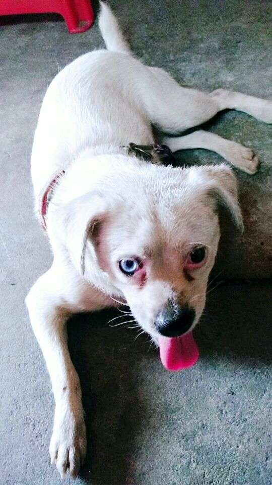 一只长着阴阳眼还爱吹风扇的狗狗