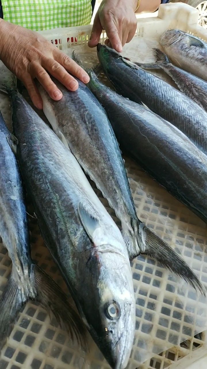 渤海湾78中鲅78上岸第一时间,入库冷冻!——15098615777