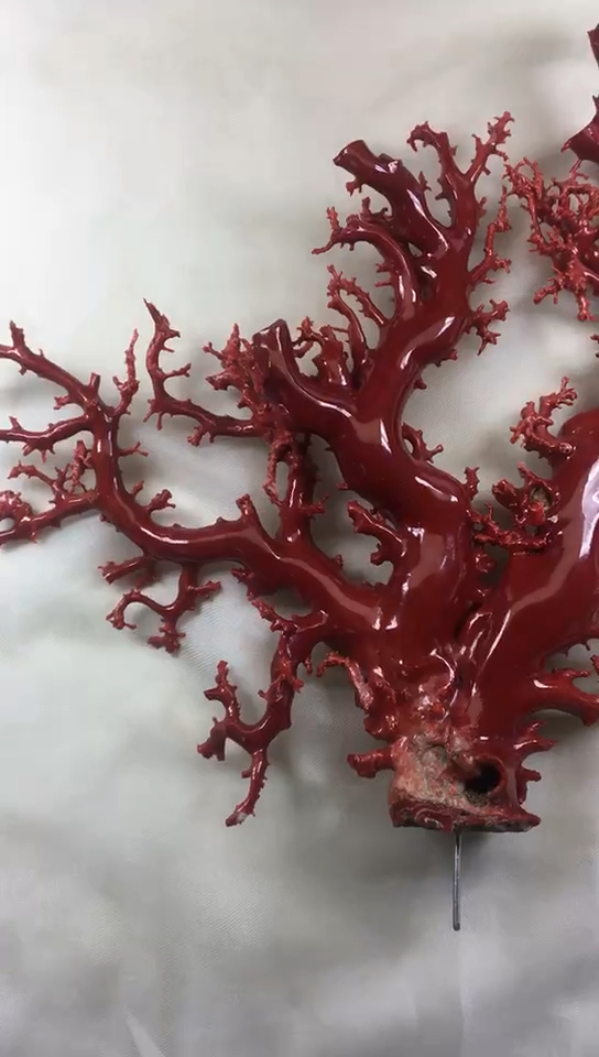 天然有机宝石珊瑚98