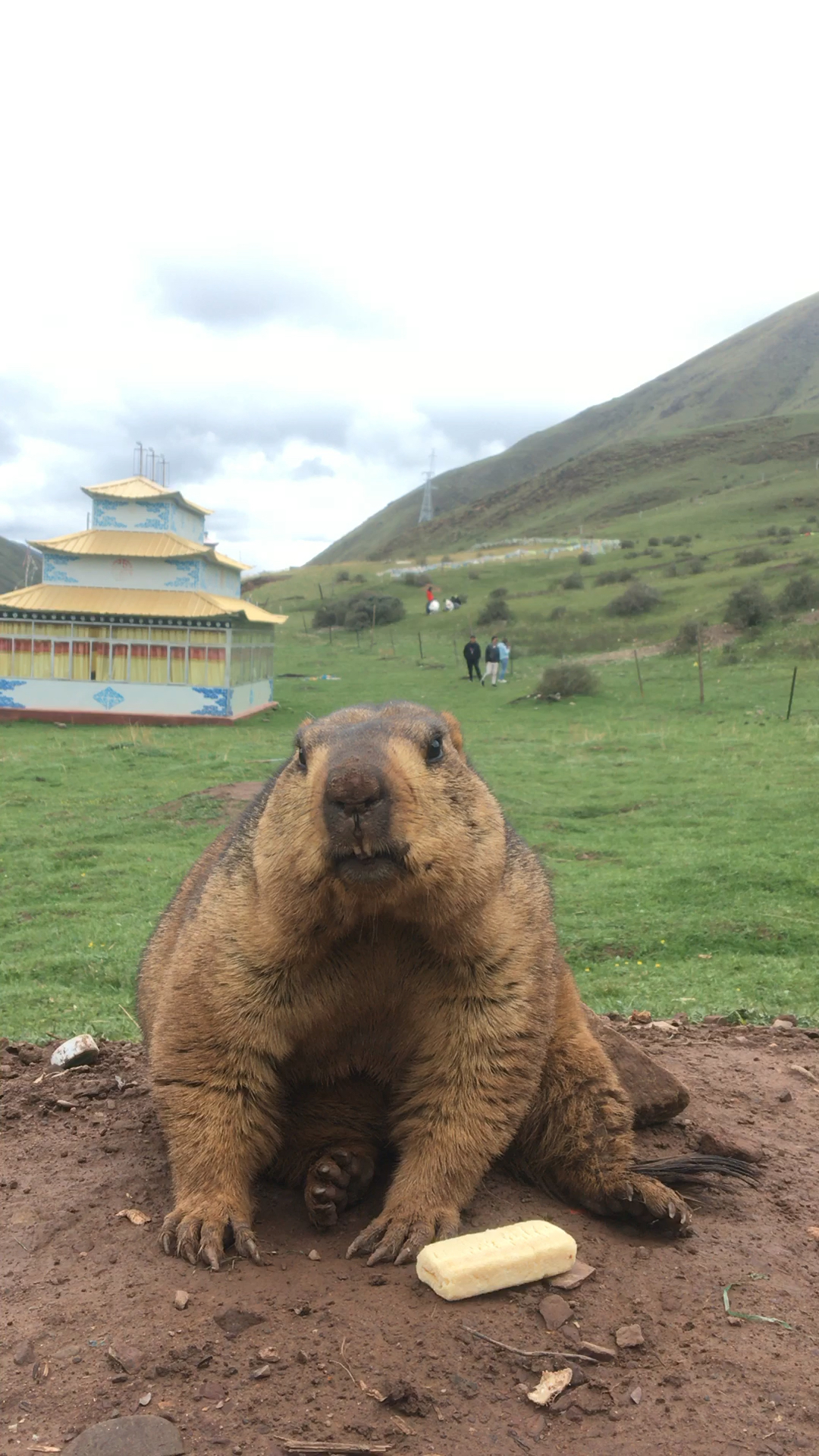 西藏很多地方都有的土拨鼠,藏族称雪猪子,学名旱懶.吃吃吃吃吃!