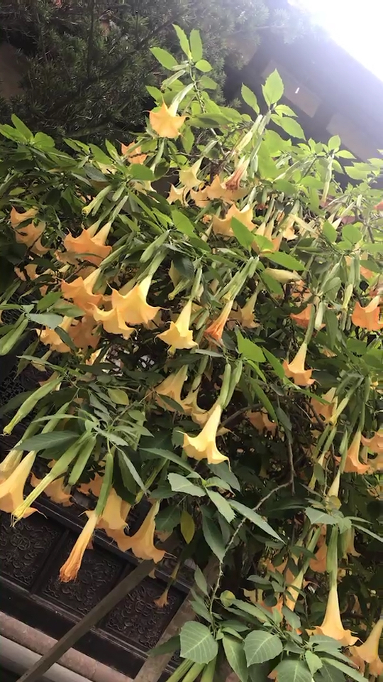 陀罗花 一切安好