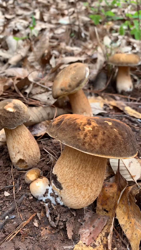 猜猜是什么姑#云南