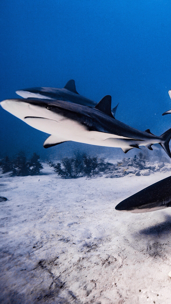 一群鲨鱼围着你游什么感觉啊!