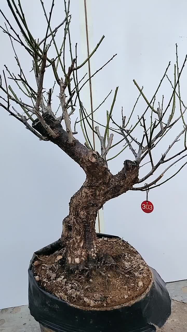 红梅盆景老桩,梅花,原生骨里红