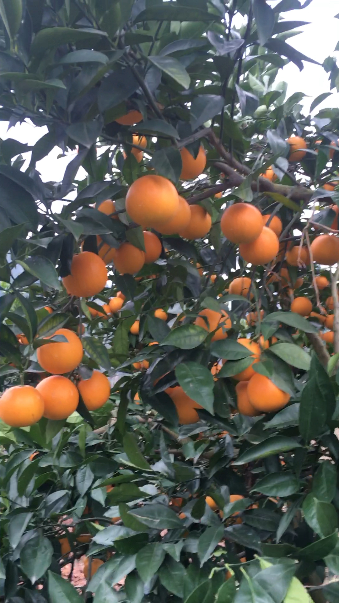 血橙一般下树放到开年才好吃