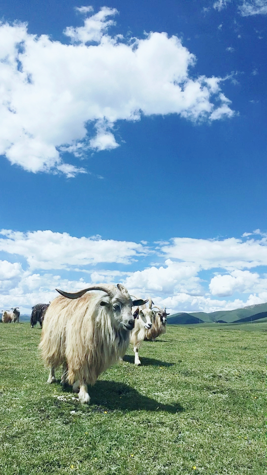 大草原上的羊啊脚步悠闲过得真幸福.