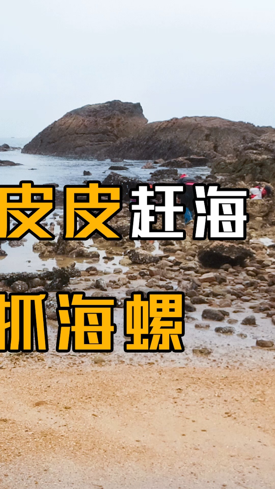 带旅游博主皮皮一起赶海,体验抓海螺(下)#惠安女 #赶海