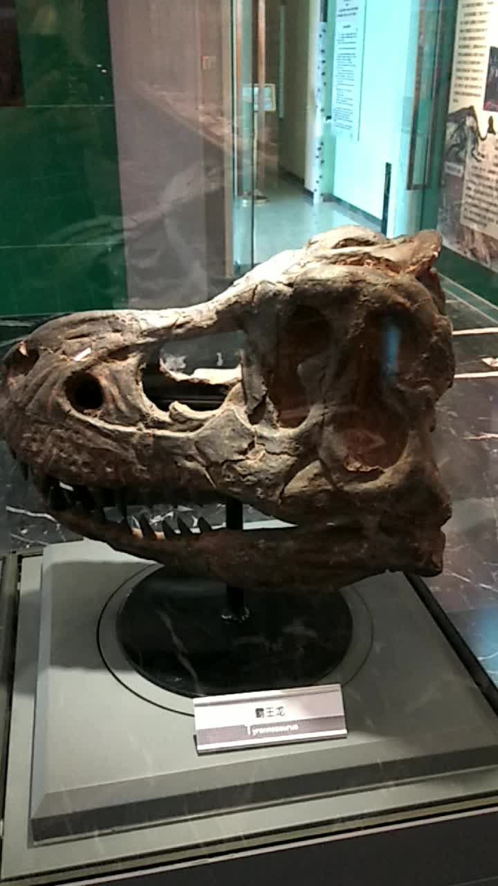 霸王龙头骨,价值连城,恐龙故乡化石