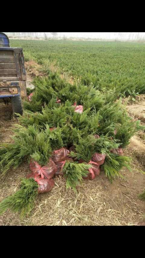 自家种绿化苗木沙地柏,诚心出售各种规格沙地柏苗木,沙地柏营养杯