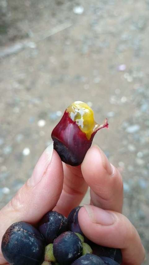 我们山里这个叫冷饭坨坨,现在已经很少了,味道很好9999