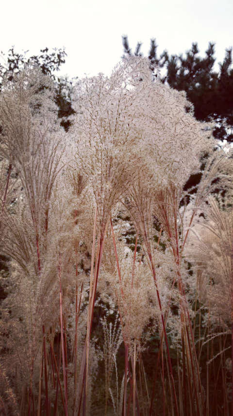 初秋的天,冰冷的夜,回忆慢慢袭来,好像抹掉那段岁月啊