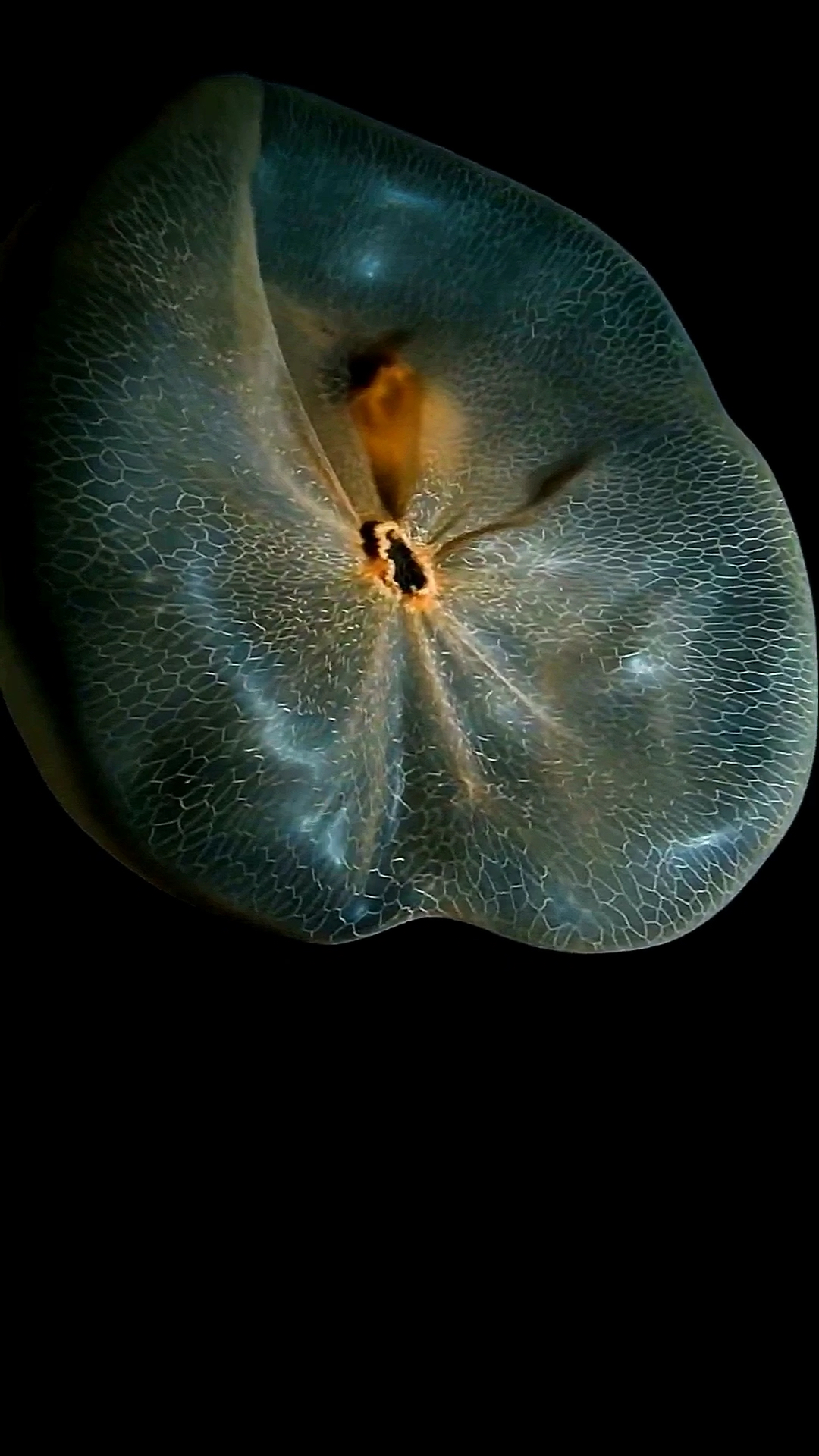 渊宿水母,是一种没有触手的特化水母.