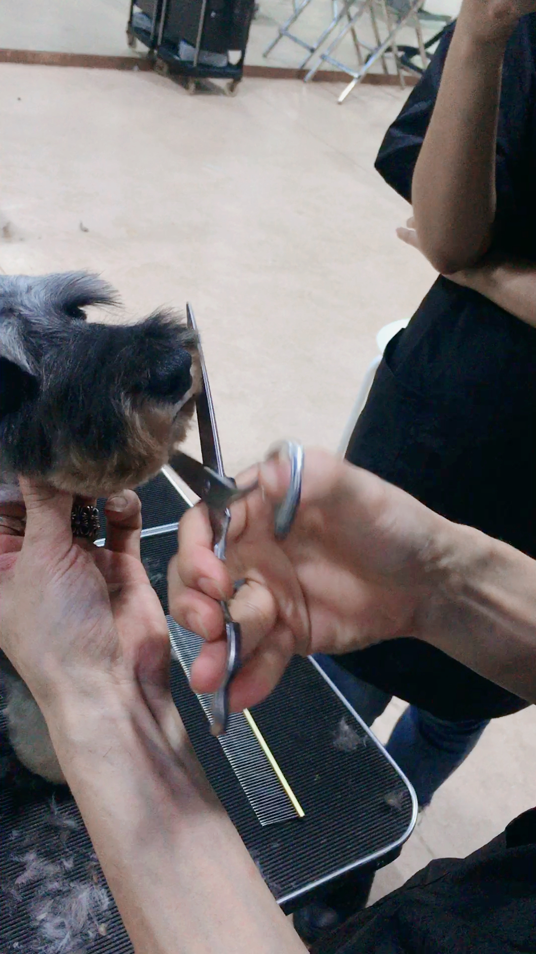 雪纳瑞嘴巴修剪7015示范