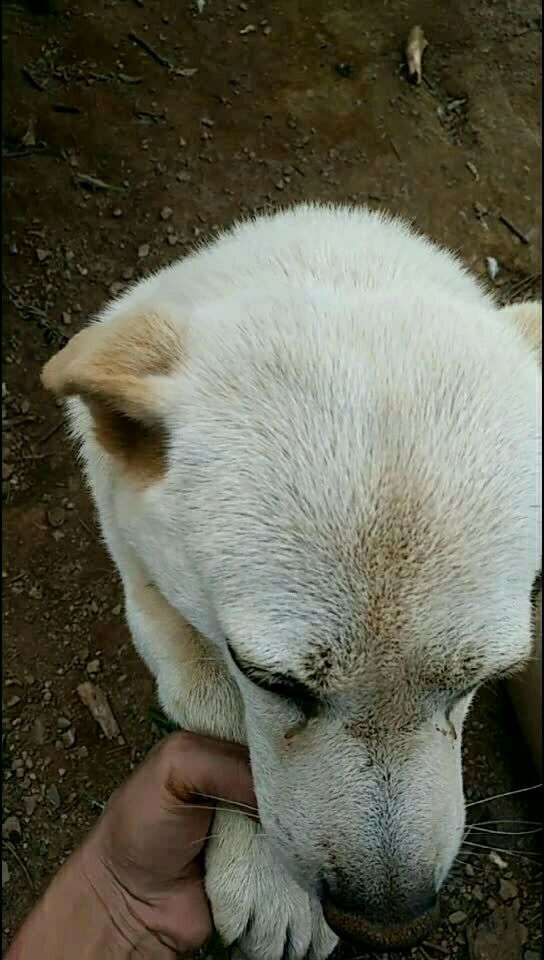 中华田园犬小白白今年6岁了.朋友们可以给6个小心心吗?