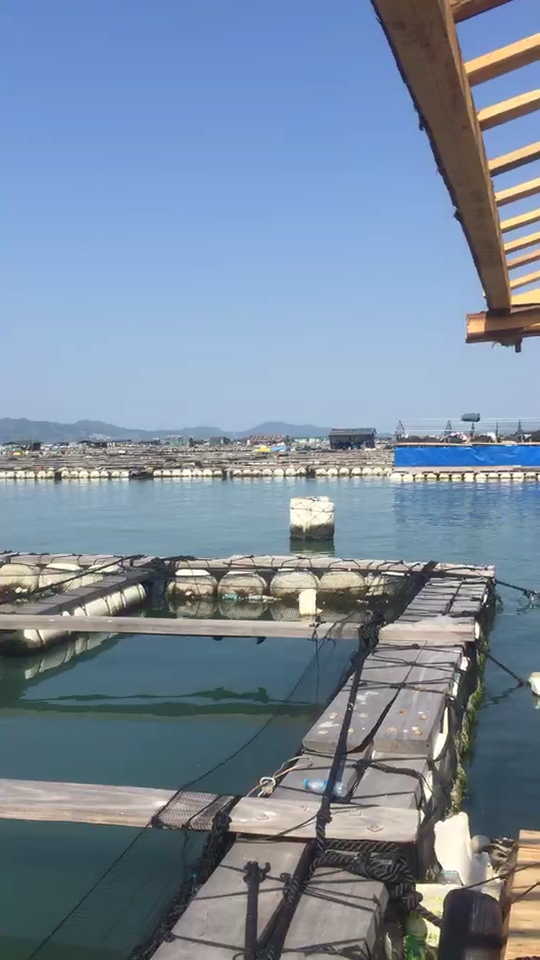 福建宁德二都,大黄鱼养殖基地