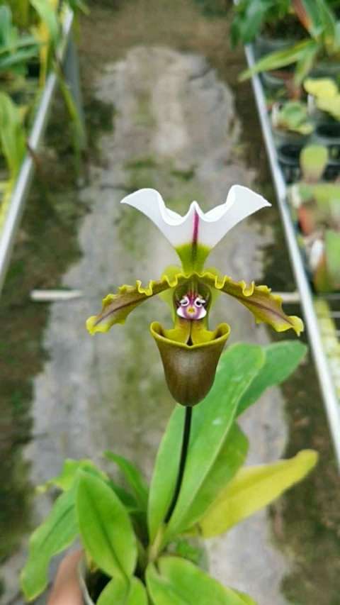 兜兰,小青蛙,小小的好可爱.