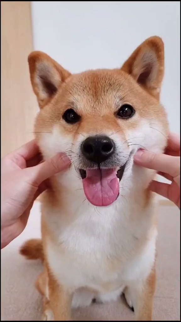 胖嘟嘟的脸手感是最好的~#萌宠#狗#柴犬