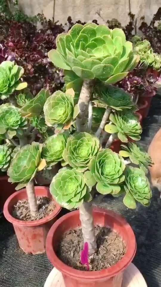 93367号  原始绿法师 老桩木质杆高60左右  一体无砍  精养花型 圆