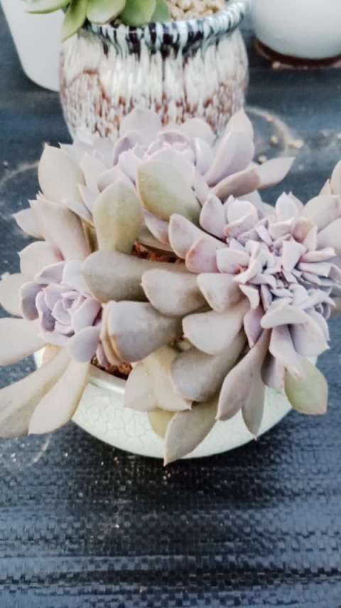 多肉天鹅湖缀化