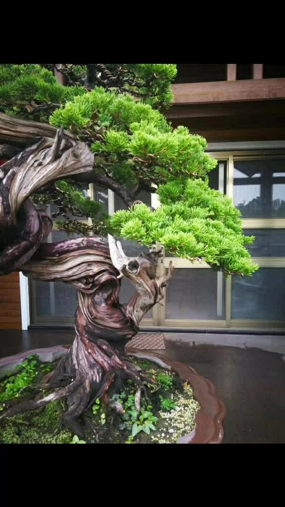 台湾野生真柏精品喜欢的点点关注呀!