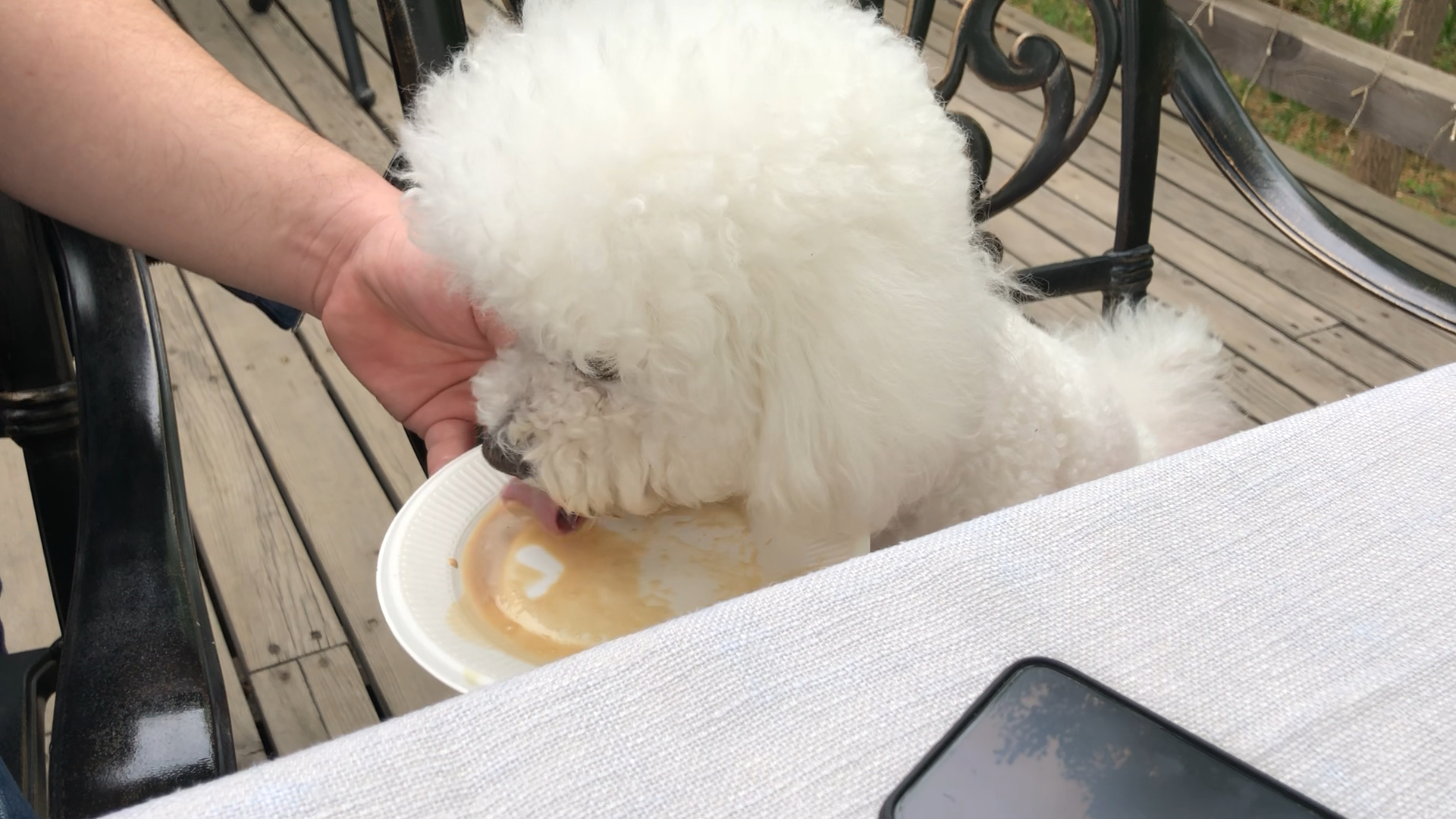 一只超爱喝咖啡狗!不给喝就拜托,给得慢了就哼哼