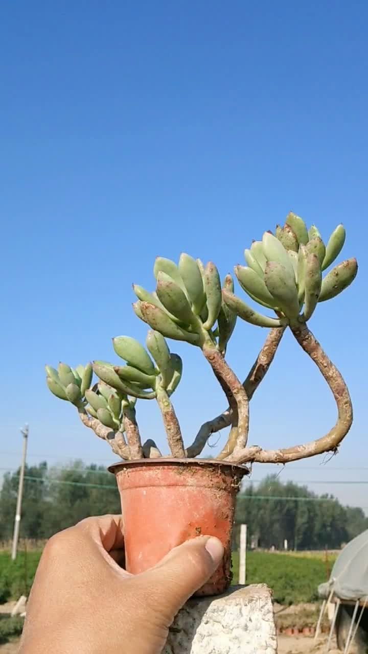 批发多肉植物 青星美人桩