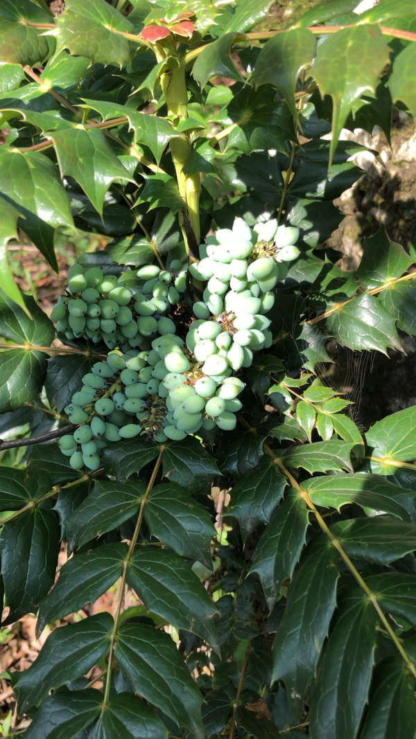 土黄连结果了,成熟是蓝色的有点像蓝梅