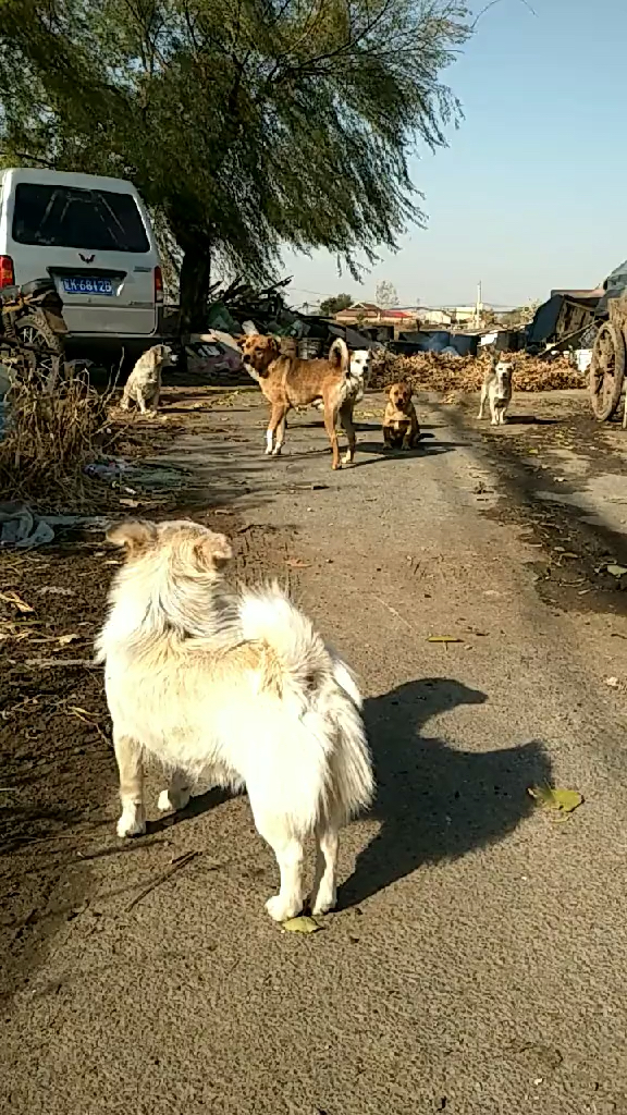 一群没家的土狗孩子被收容在废品站里.也算是有个家了