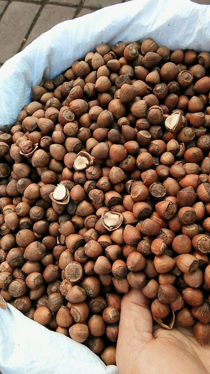 纯野生的毛榛子,野生木耳,开口红松松子,大枣,需要的可以联系我,电话