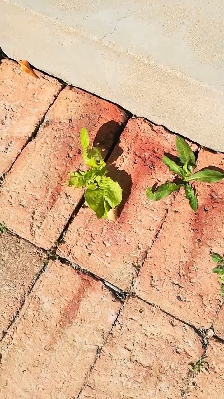 夹缝中生存的生菜,植物的生命力是如此顽强