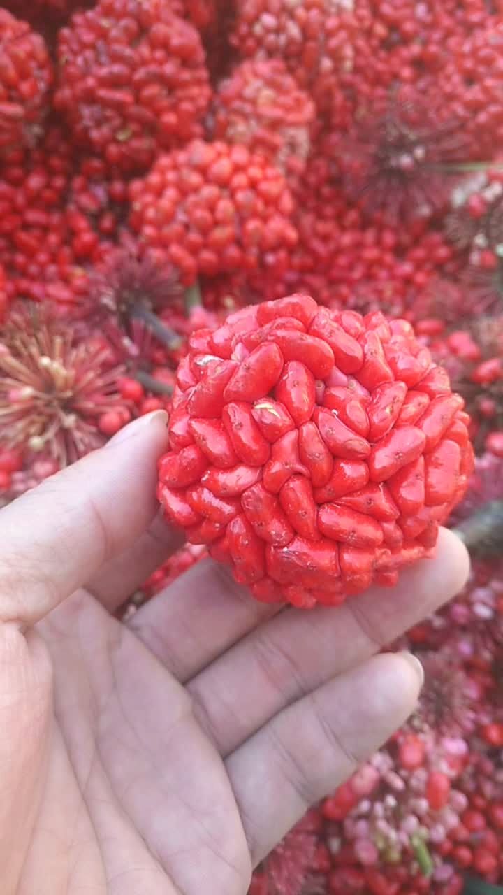 三七种子大量上市