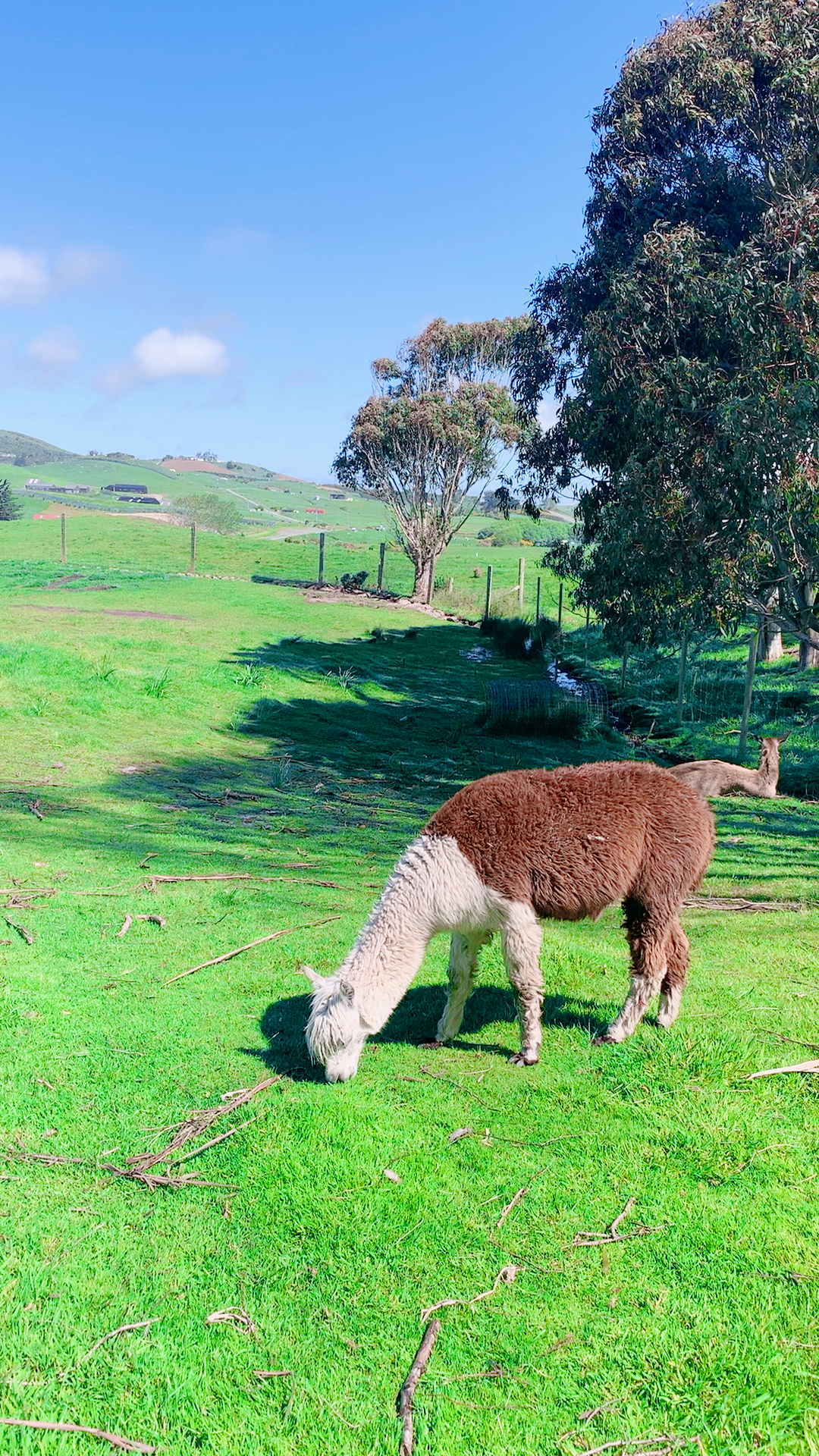 新西兰萌萌哒羊驼