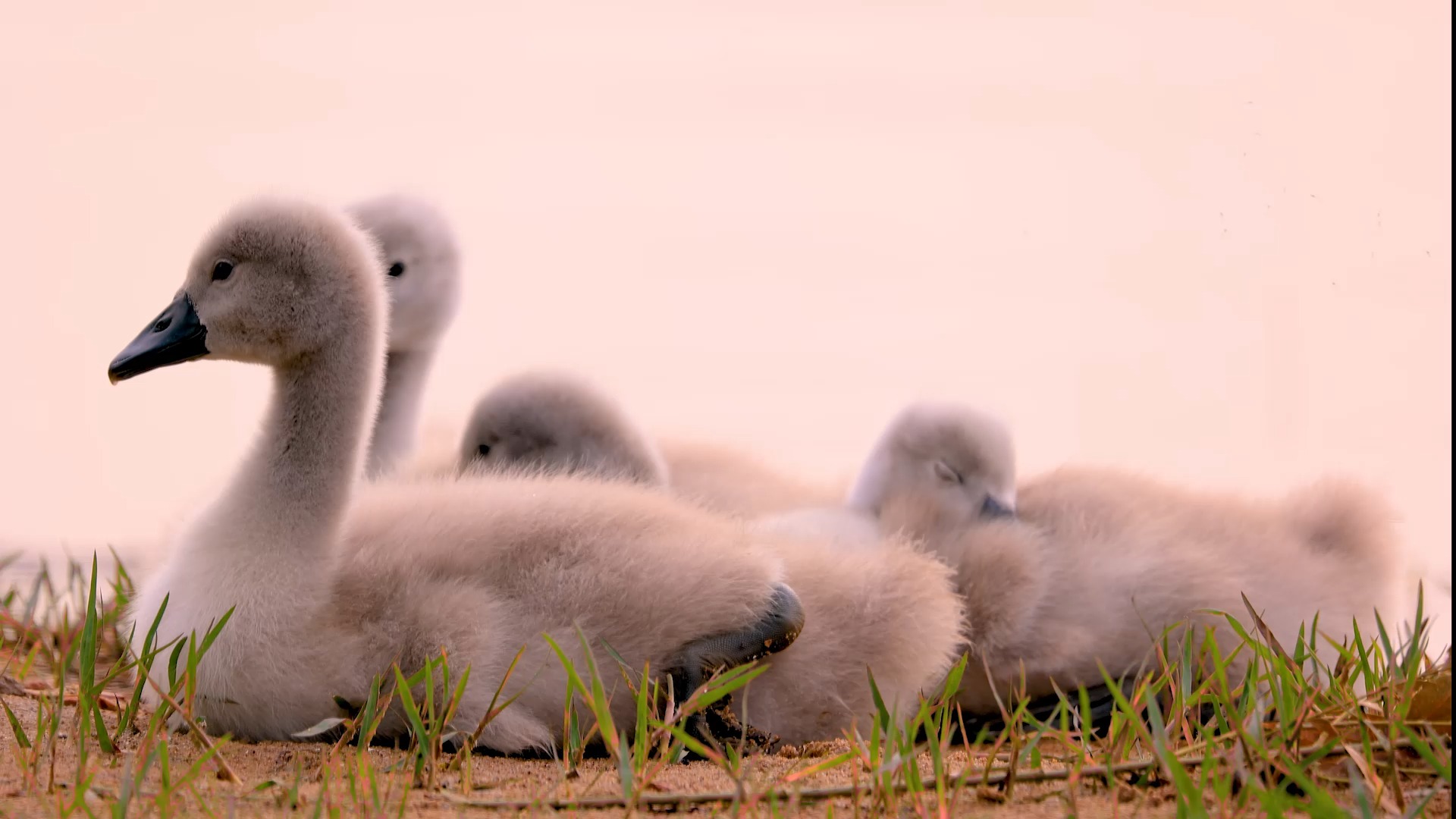 北龙湖疣鼻天鹅宝宝出生第19天. #宠物摄影 #宠物小精灵