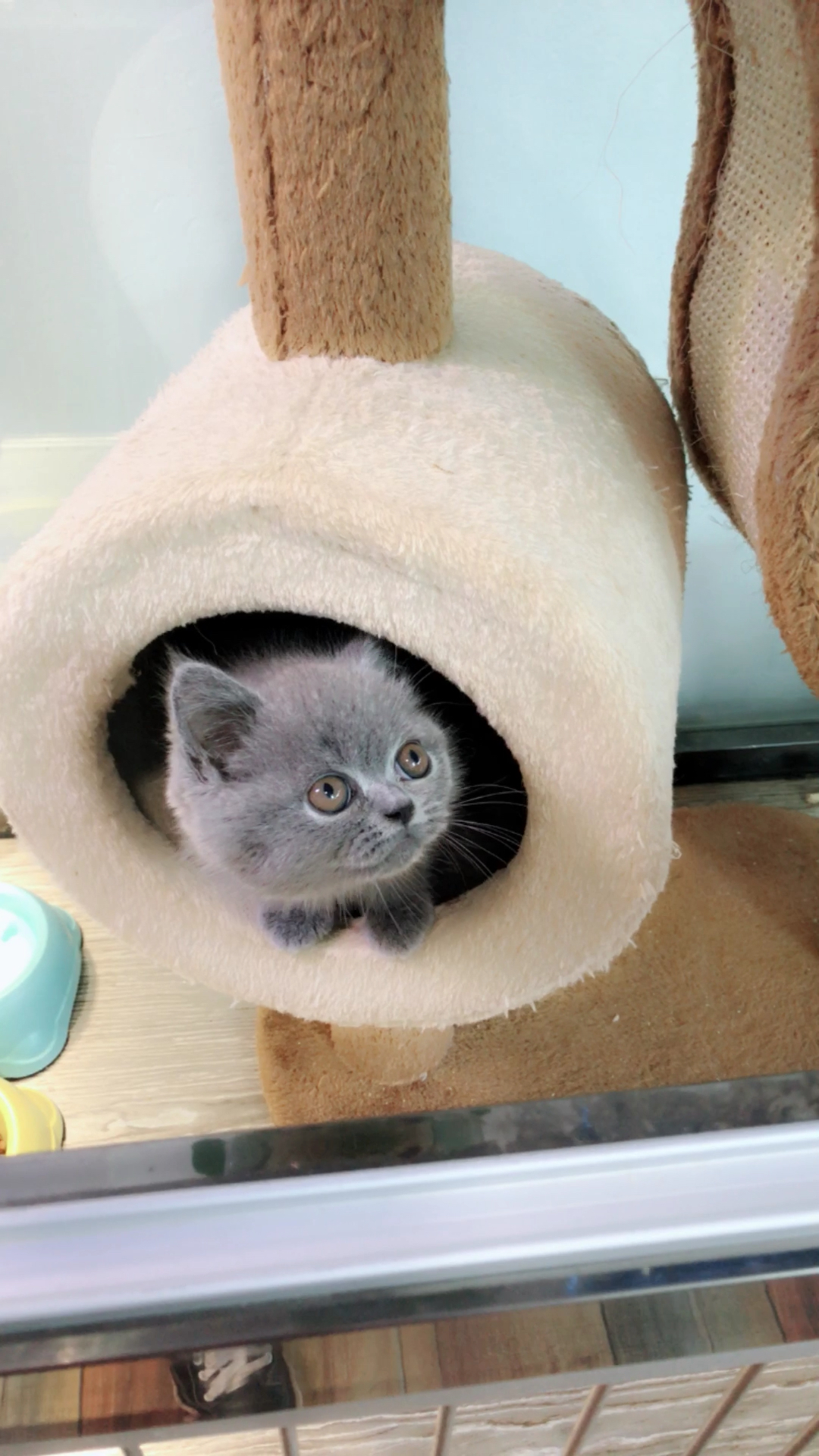 包子脸精品小蓝猫