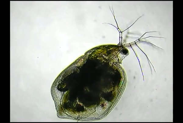 水蚤显微镜下观察图片