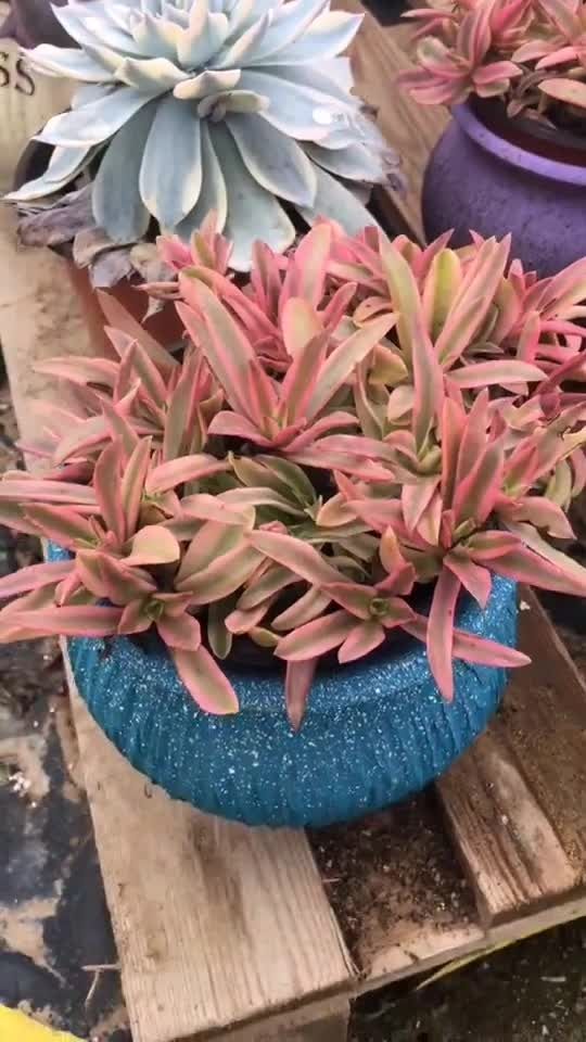 火祭,开始红了,美不美?